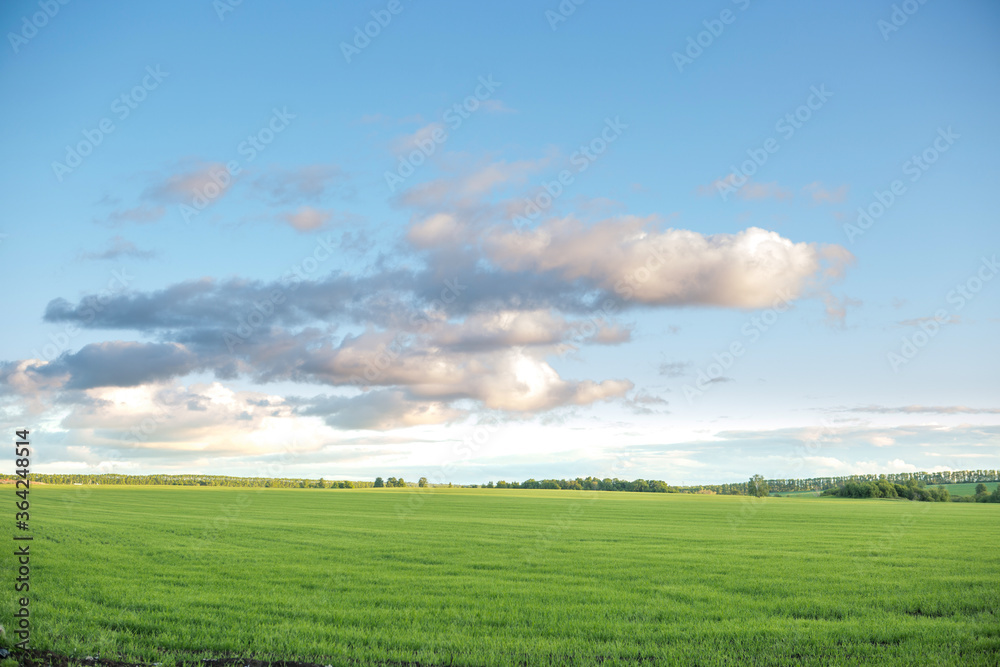 Field with fresh green grass and sky in sunset light on summer evening Field with fresh green grass and sky in sunset light on summer evening