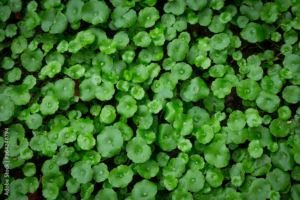 Pennywort is a wet ground cover. And can also be juiced. Pennywort is a wet ground cover. And can also be juiced.