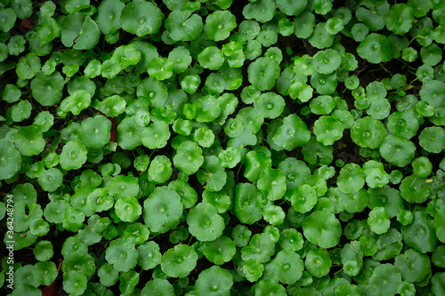 Pennywort is a wet ground cover. And can also be juiced. photo