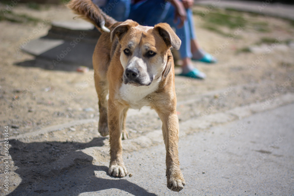 Beautiful curious young dog on the street coming to me. American pitbull staffordshire terrier standing and walking in Slovak gypsy village.