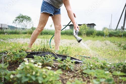 Mature elderly woman watering plants with water hose. Farming, gardening, agriculture, old age and people concept - senior woman or farmer growing organic berries on garden beds on summer farm