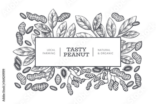 Hand drawn peanut branch and kernels design template. Organic food vector illustration on white background. Vintage nut background. Engraved style botanical picture.