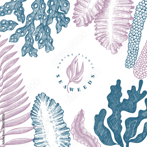 Seaweed design template. Hand drawn vector seaweeds illustration. Engraved style sea food banner. Vintage sea plants background