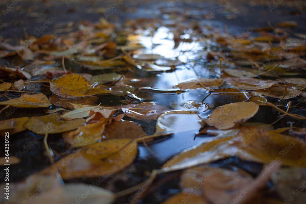 autumn leaves in water autumn leaves in water