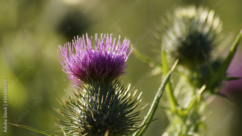 Close up of a Thistle in bloom Close up of a Thistle in bloom