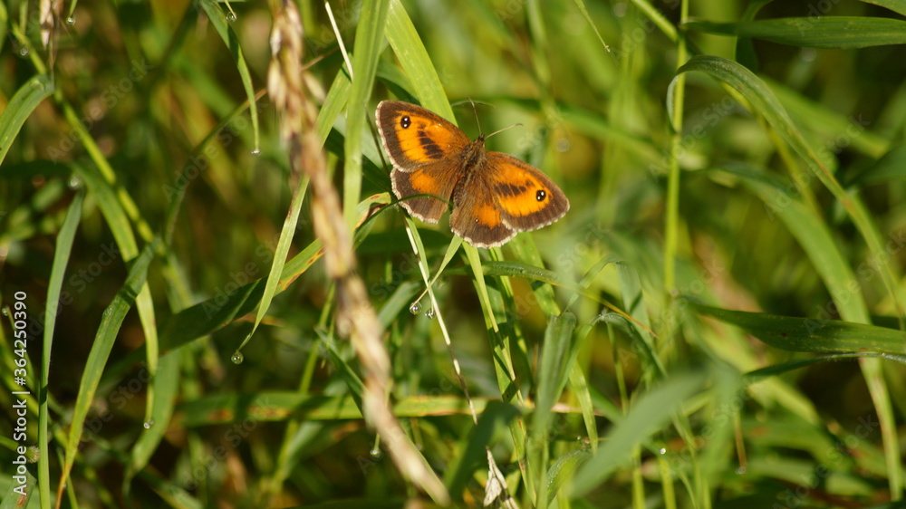 Gatekeeper butterfly close up picture Gatekeeper butterfly close up picture