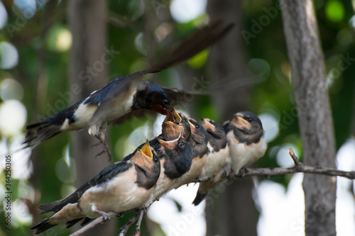 close up photo of young birds swallows sitting on a tree branch waiting for food and their mother swallow feeding them against the background of green leaves of a tree photo