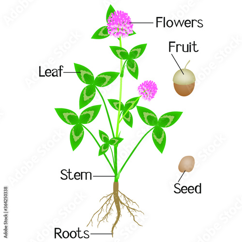 An illustration showing parts of a clover plant.