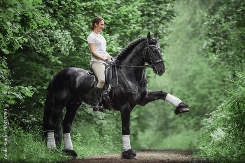 beautiful young woman ask for spanish walk trick from stunning friesian stallion horse in forest