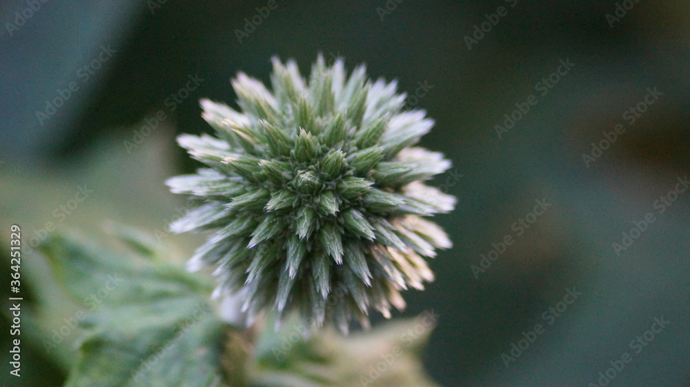 Globe thistle , chinos sphaerocephalus close up in the summer Globe thistle , chinos sphaerocephalus close up in the summer