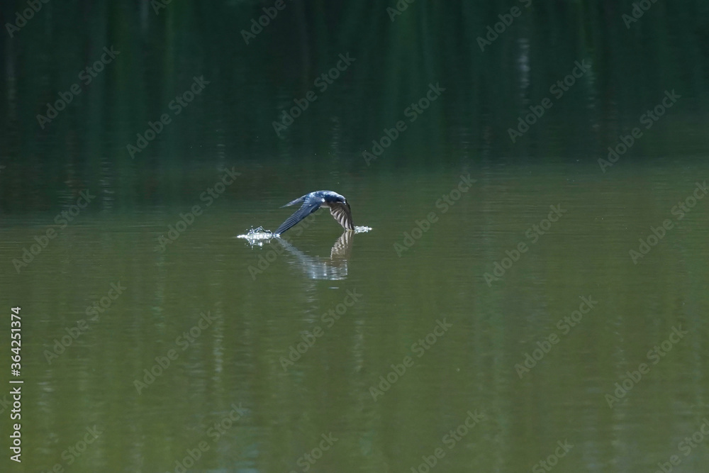 sewallow in flight sewallow in flight