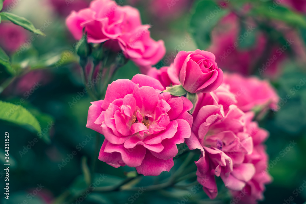 Garden roses, rose bush, pink flowers in the garden, colorful nature backgrounds. Bright floral wallpaper. Modern hedge. Selective focus.
