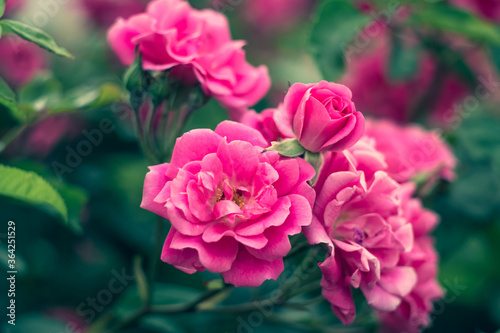 Garden roses, rose bush, pink flowers in the garden, colorful nature backgrounds. Bright floral wallpaper. Modern hedge. Selective focus.