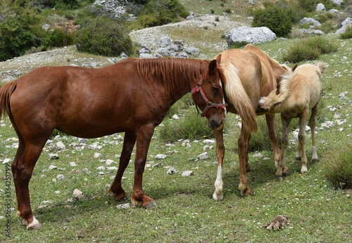 caballos en la monta  a