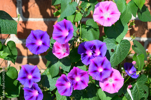 close-up of purple and pink Ipomoea flowers against a brick wall