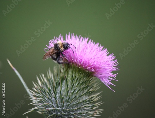 Nahaufnahme einer Hummel auf der lila Blüte einer Kratzdistel bei Sonnenlicht