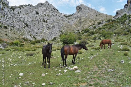 caballos pastando en el prado de la montaña