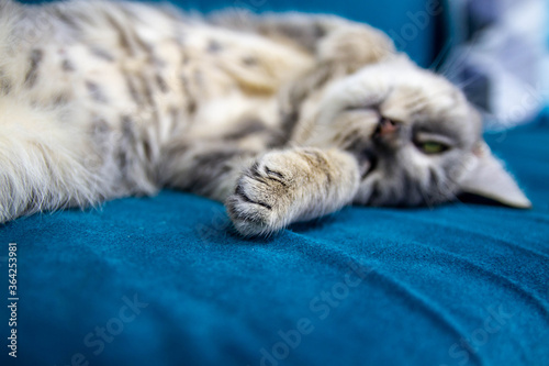 Fototapeta Naklejka Na Ścianę i Meble -  Cat lying on the couch and blissfully. The animal is happy with good people.