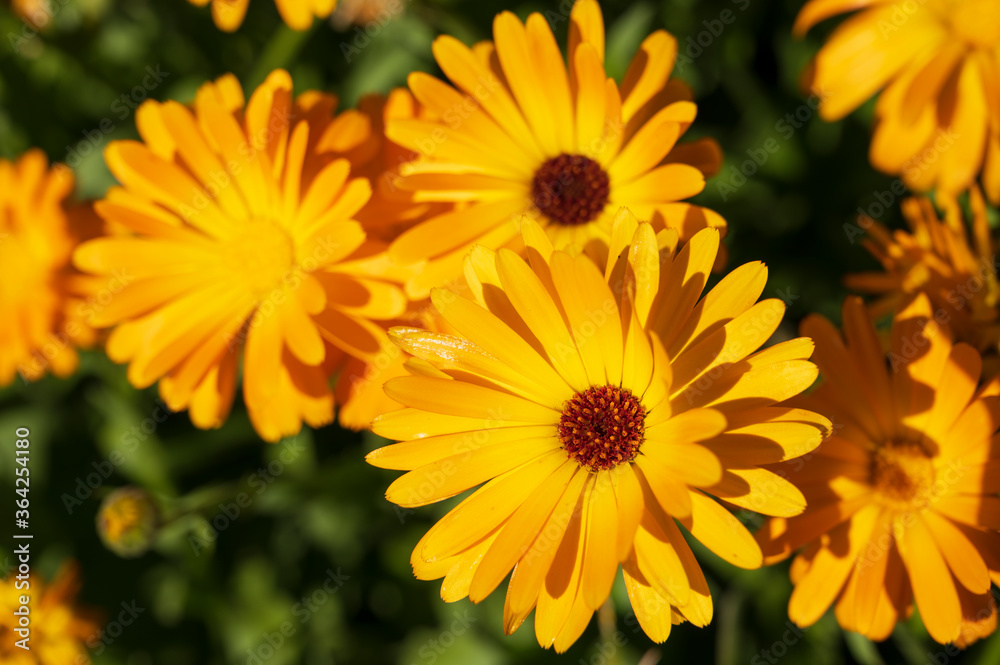 close-up of a beautiful orange marigold flower on a background of green grass close-up of a beautiful orange marigold flower on a background of green grass