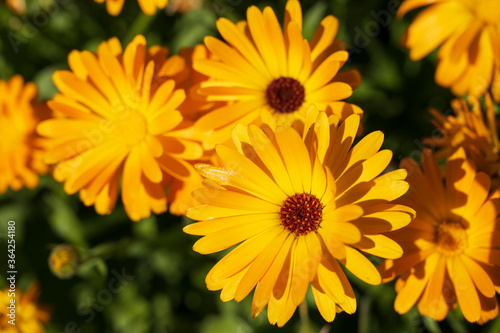 close-up of a beautiful orange marigold flower on a background of green grass