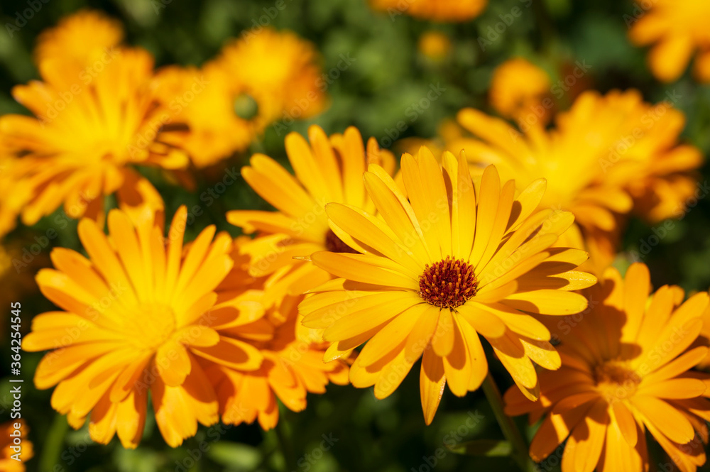 close-up of a beautiful orange marigold flower on a background of green grass close-up of a beautiful orange marigold flower on a background of green grass