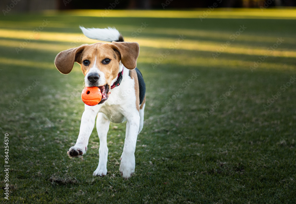 A Beagle running with a ball in its mouth
