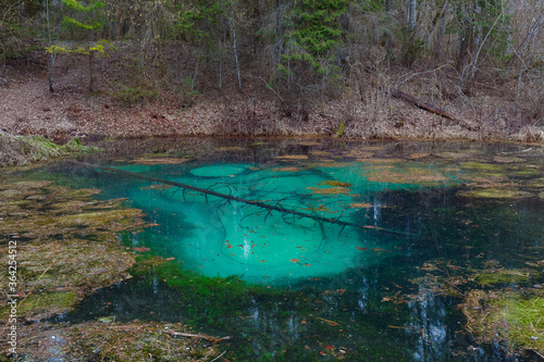Saula blue springs pond  siniallikas . Tranquil blue and green grades of clear water and seaweed.