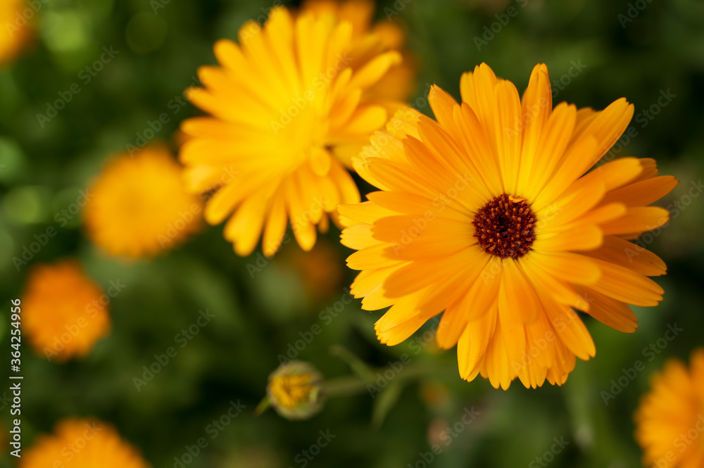 close-up of a beautiful orange marigold flower on a background of green grass close-up of a beautiful orange marigold flower on a background of green grass