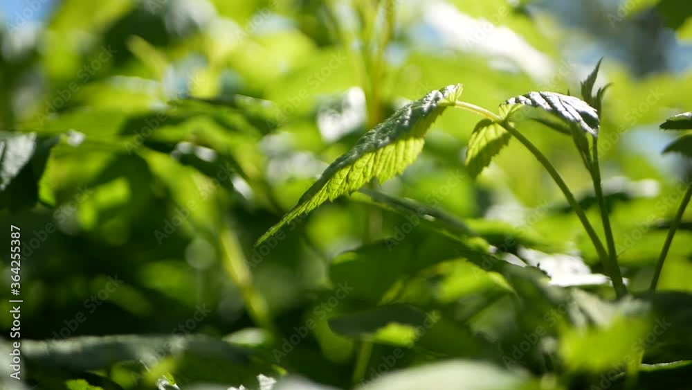 Young raspberry bushes in the sun. Livestock raspberries. Young raspberry bushes in the sun. Livestock raspberries.