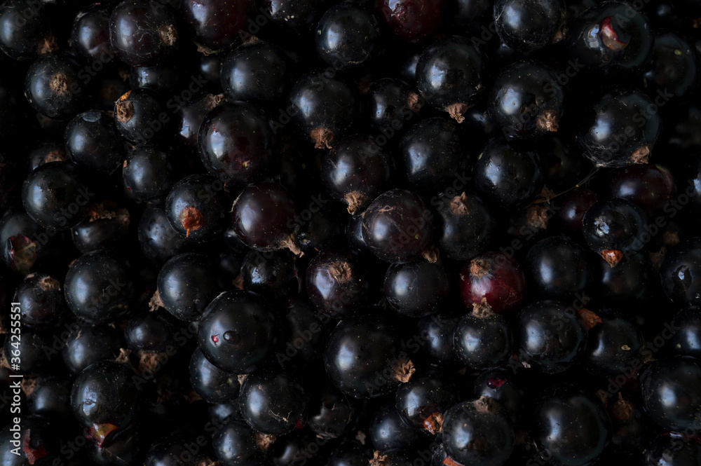 photo of collected black currant berries in the garden photo of collected black currant berries in the garden
