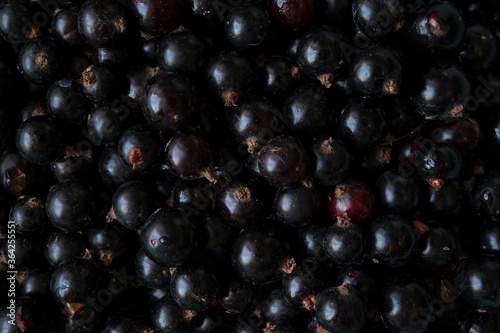photo of collected black currant berries in the garden