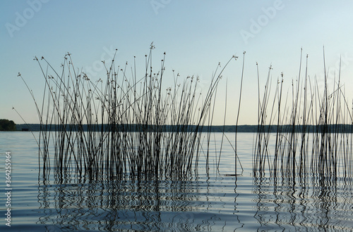 Billede på lærred The Schoenoplectus lacustris (the lakeshore bulrush or common club-rush) growing in a water