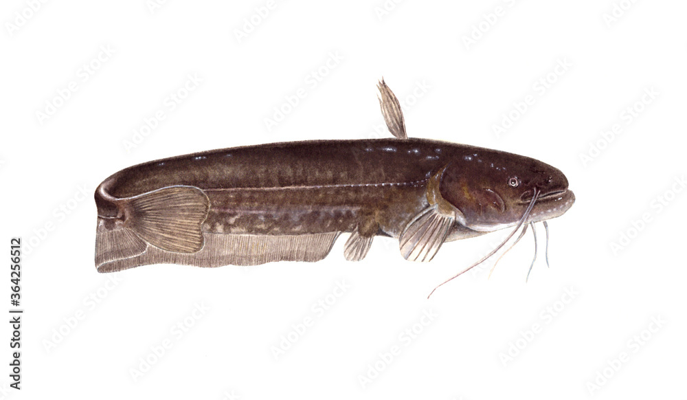 메기 catfish (와트만지 / 수채화)