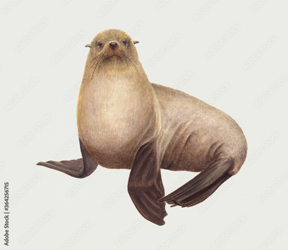 물개 암컷 (와트만지 / 수채화) Stock Illustration | Adobe Stock