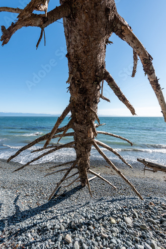 Wood and trees on sandcut beacht Sooke in Canada on a sunny summers day with blue skies photo