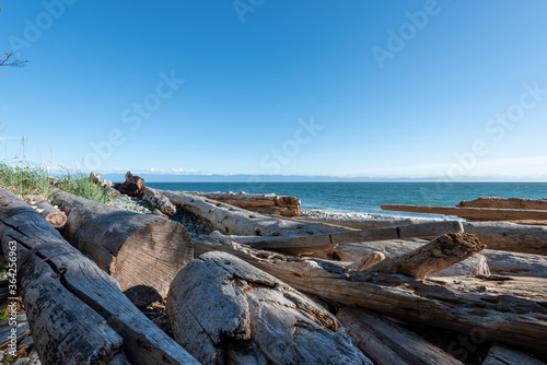 Wood and trees on sandcut beacht Sooke in Canada on a sunny summers day with blue skies
