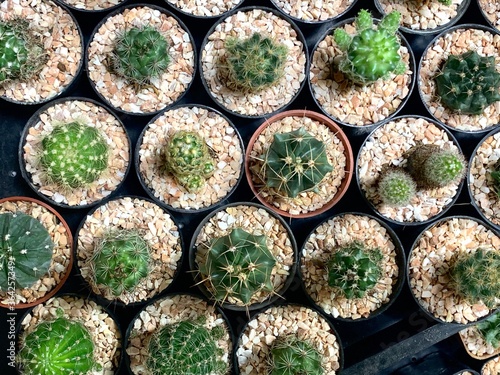 Top view of Small cactus, succulent and haworthia plants on the flower pots and display idea in front of cacti shop at the outdoor market