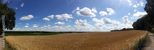 Breites Panoramabild Anblick einer Landschaft mit Getreide Sommerhimmel und schönen Wolken auf dem Dorf, ländliche Szene