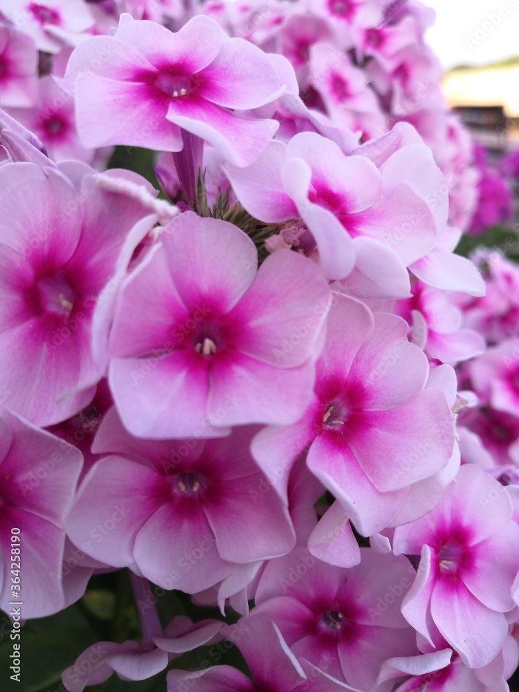 close up of pink hydrangea flowers