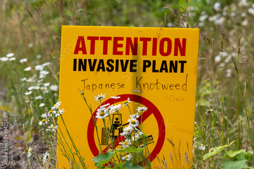 Canvastavla Attention sign for invasive plant Japanese knotweed in Canada