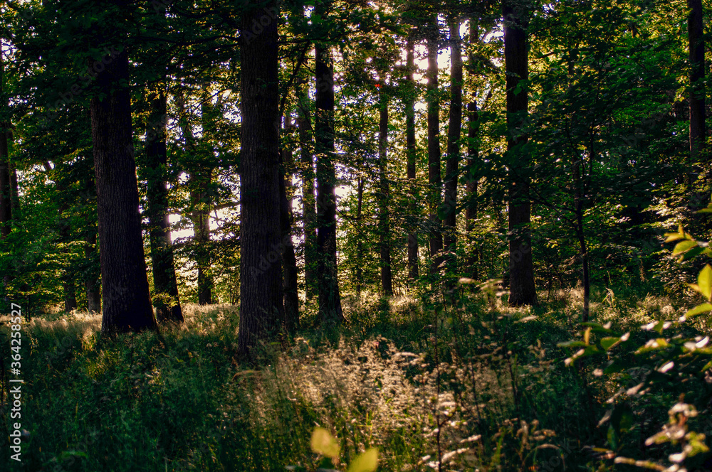 Obraz premium Wald Innen