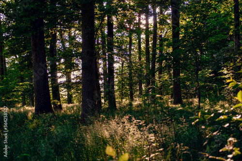 Wald Innen © Steffany
