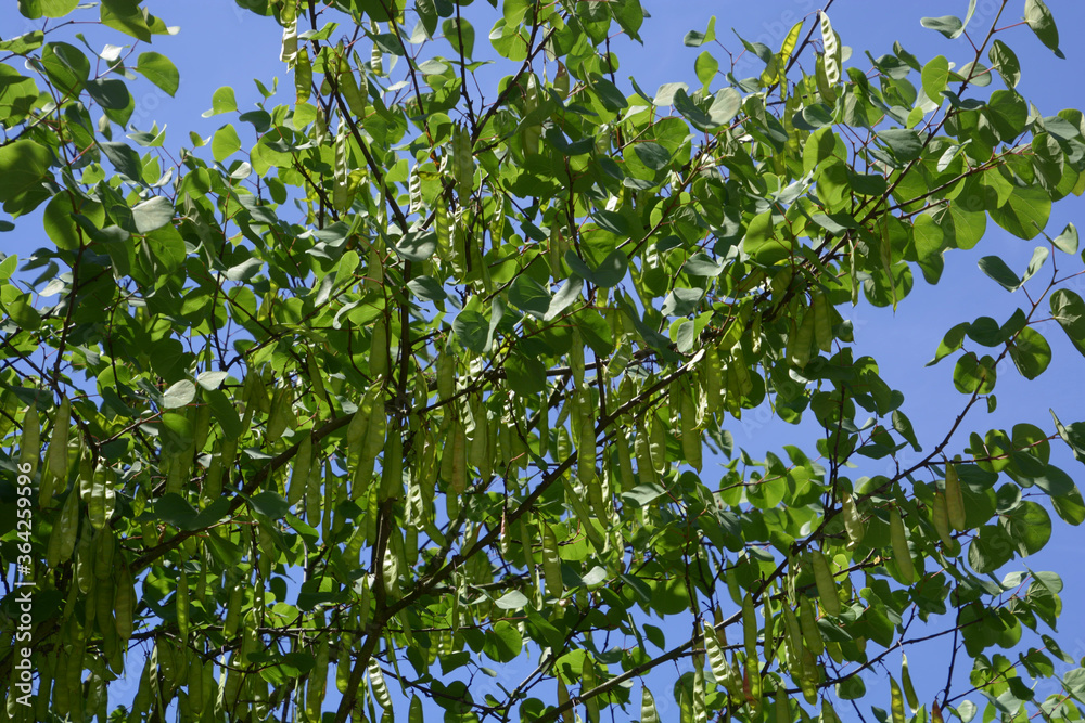 judas-tree with green fruits in front of blue summer sky