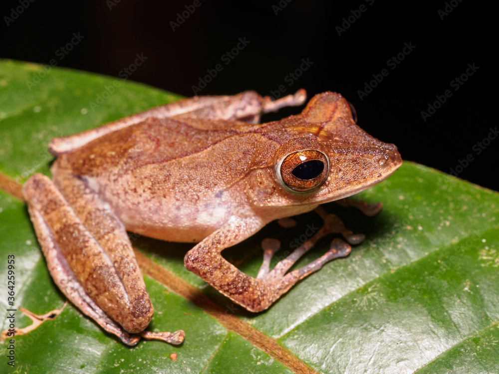 Obraz premium Collett’s Tree Frog - Polypedates colletti in Bako national park, Borneo, Malaysia