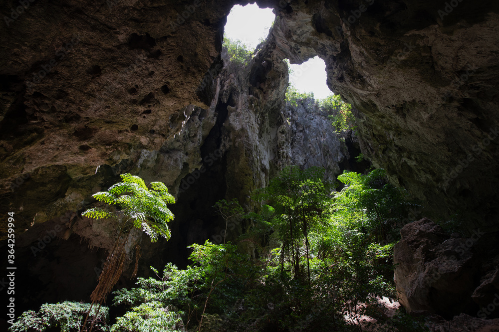 Trees and sunlight from the top of the cave