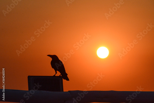 silhouette of a crow sitting on a rock © Manyijnr