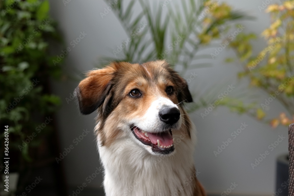 Dog portrait of a collie mix