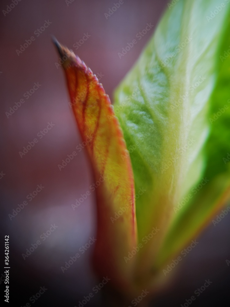 red leaf with water drops red leaf with water drops