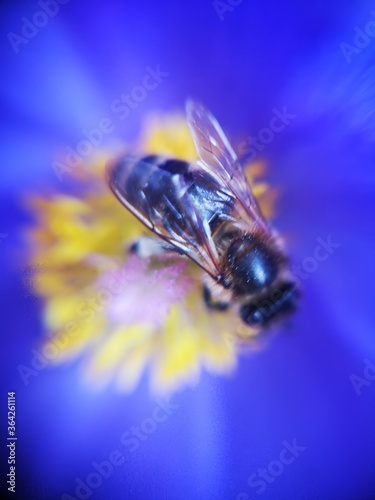 bee on flower