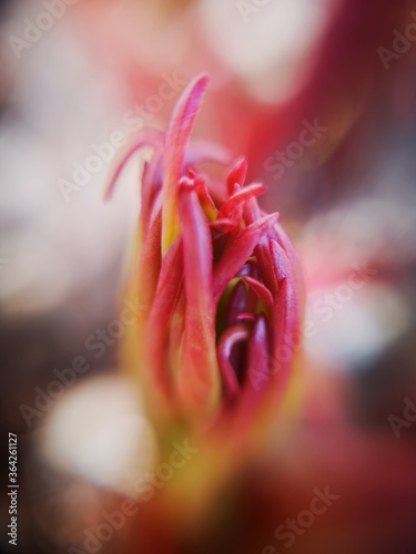 close up of a flower